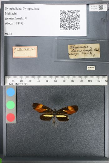Media type: image;   Entomology 100885